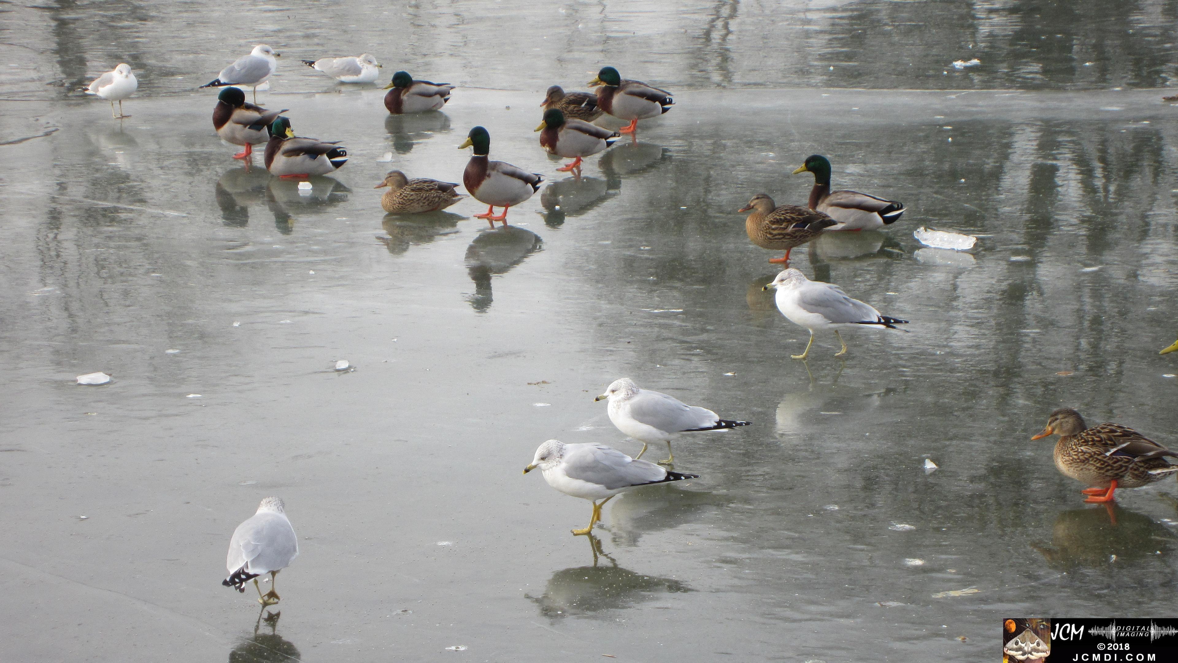 Gulls and ducks stand on Frozen Lake in Tennessee